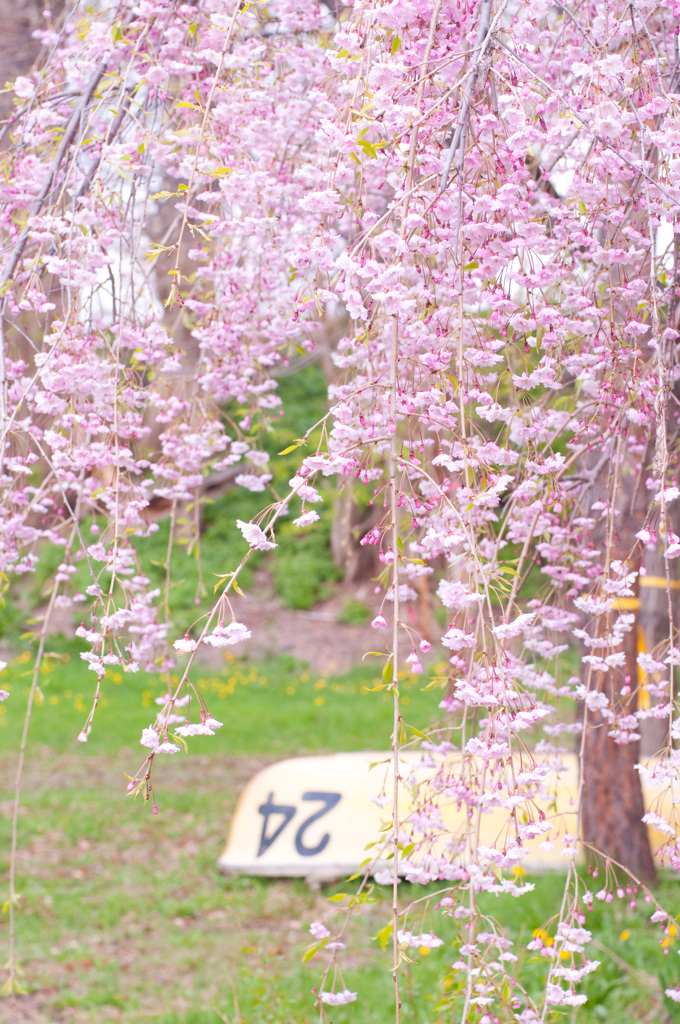 桜の下で