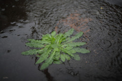 降り続く雨