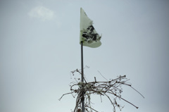 共存