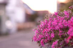 夕方
