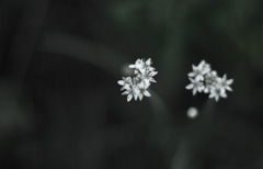 瞳