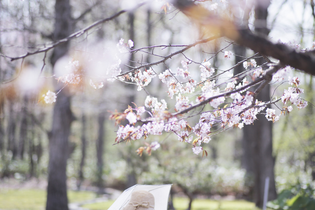 桜とリボン