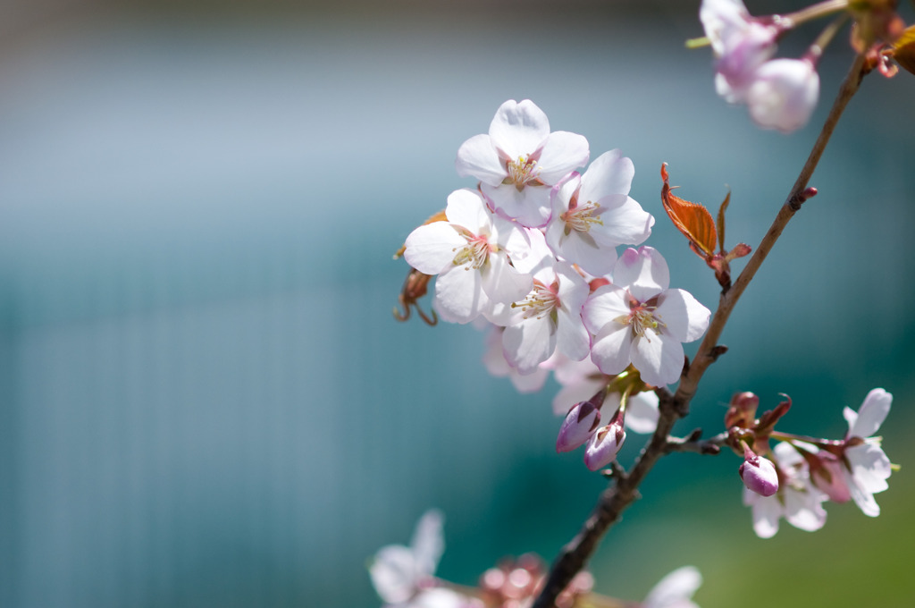 桜1号