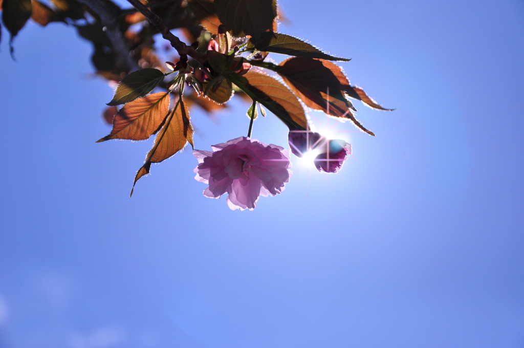 sakura
