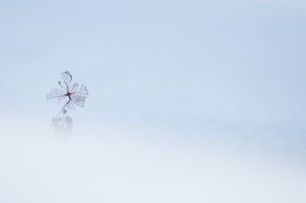雪中花