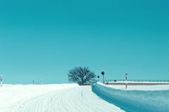 この道を辿って