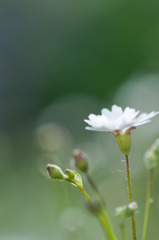 かすみ草