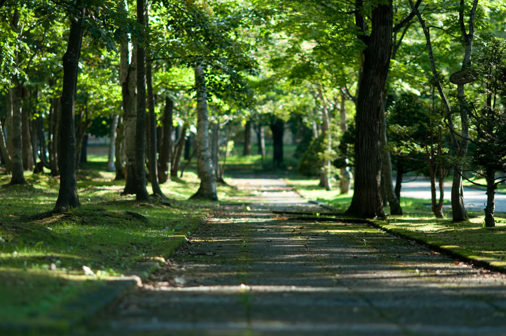 散歩道