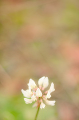 桜色のほほえみ