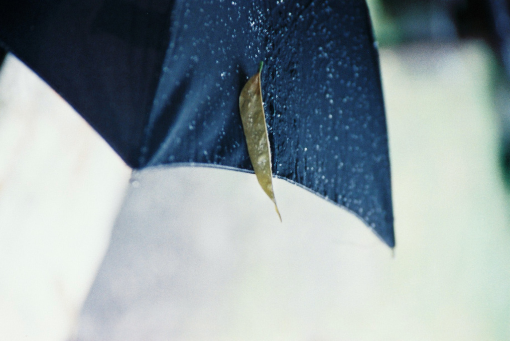 雨の日には。