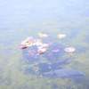 水中花