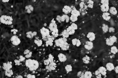 花模様
