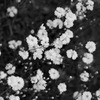 花模様