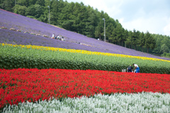 お花畑♪