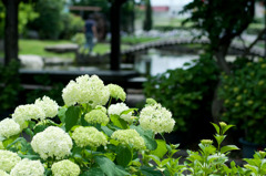 紫陽花