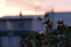 雨上がりの夕日の下で