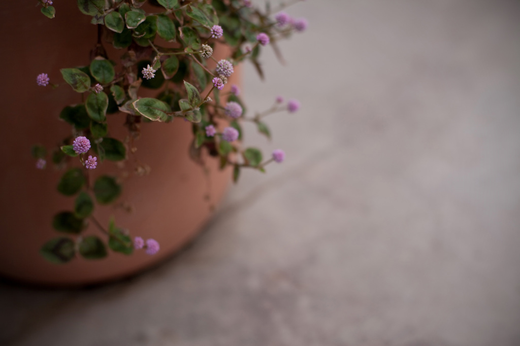 片隅の華