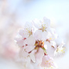桜の日の物語