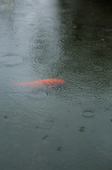 雨の日の彩