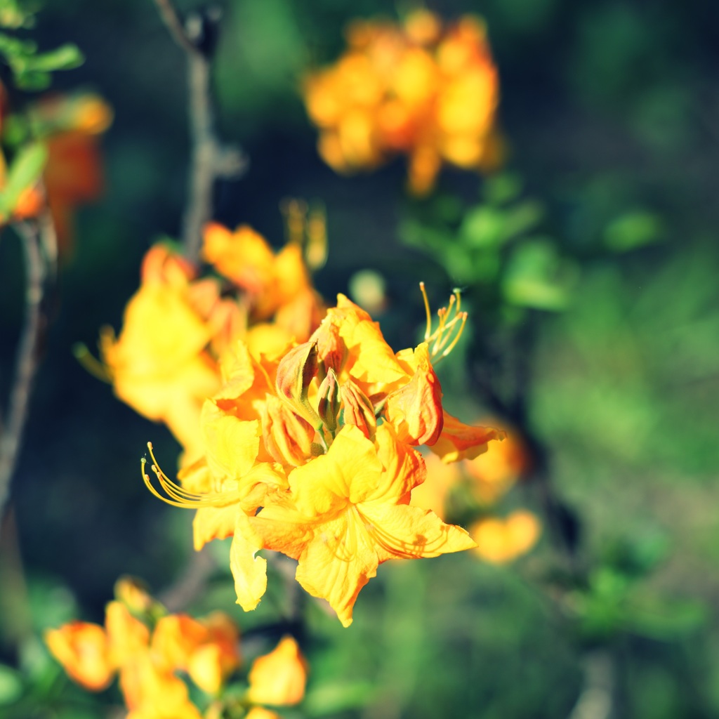 花の奥へ