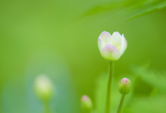 つぼみ