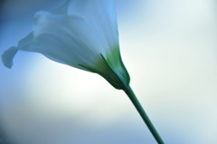 芯
