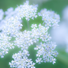 星の花