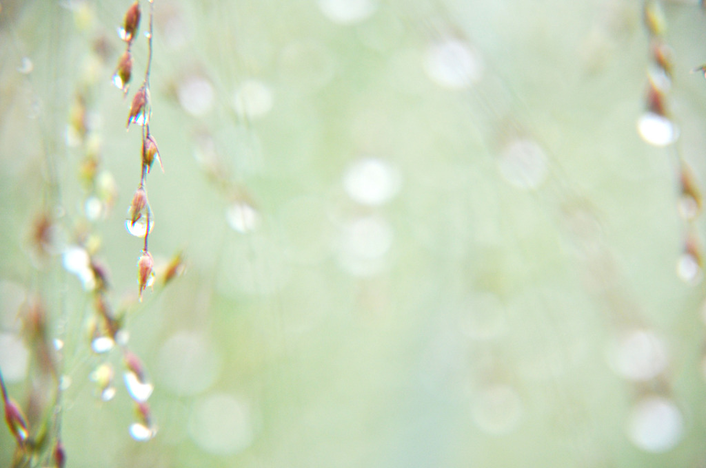 涼雨