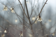 芯