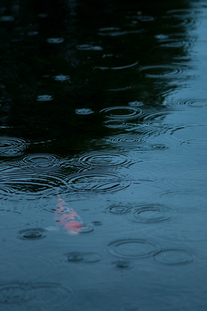 7月の雨