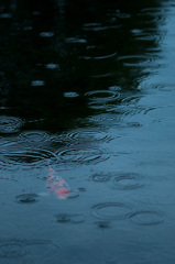 7月の雨