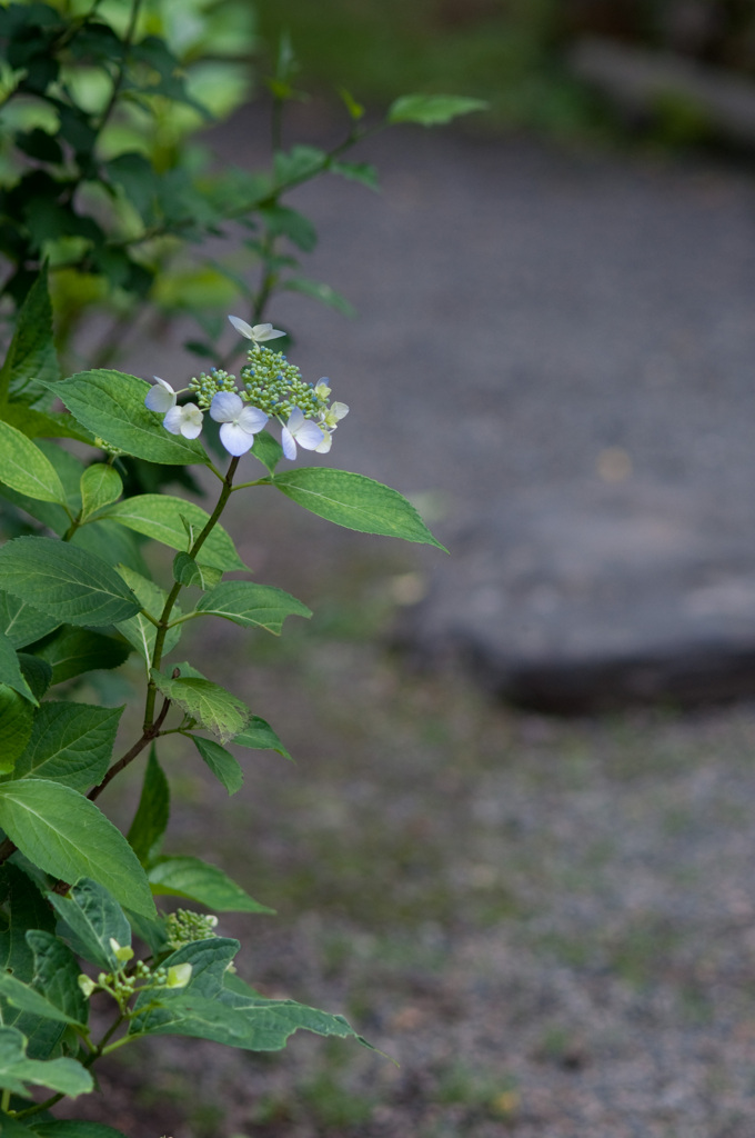 紫陽花の咲く道