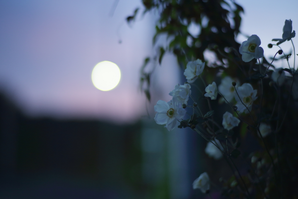 過ぎゆく夜を見つめて