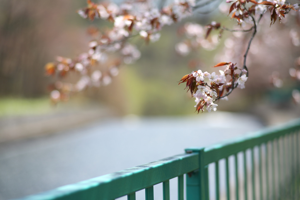 春の慶び