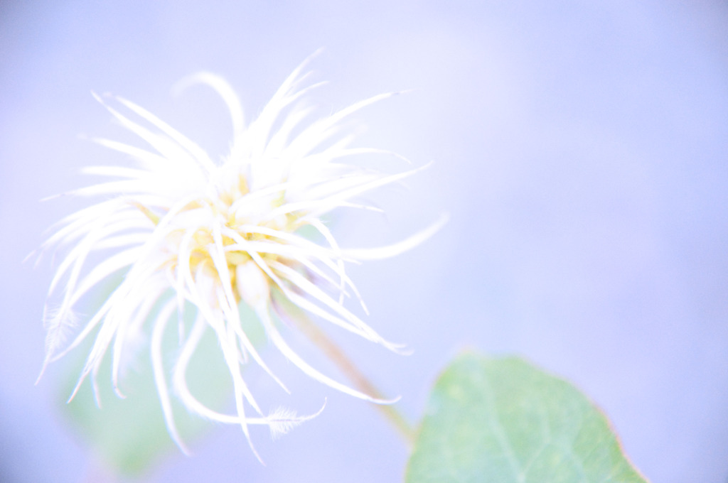 透明な　花