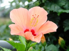 DSC02009
