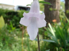 DSC01954