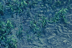 雨音