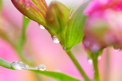 花でも撮ってみるかぁ
