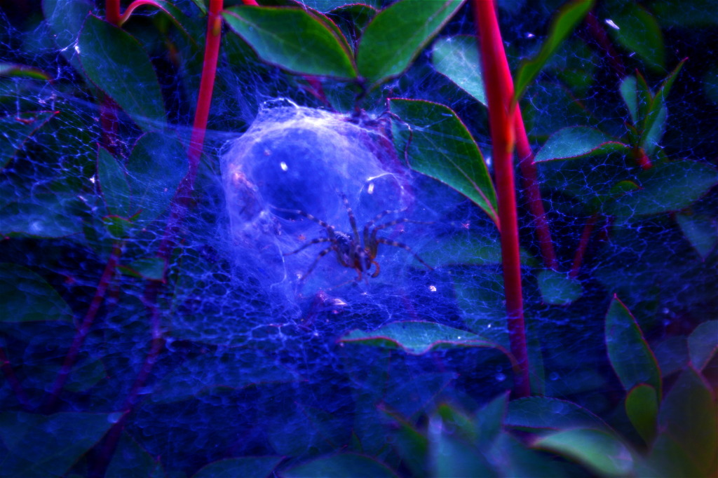 スナック蜘蛛子