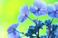 ラスト・アジサイ