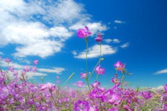 Dance in the sky
