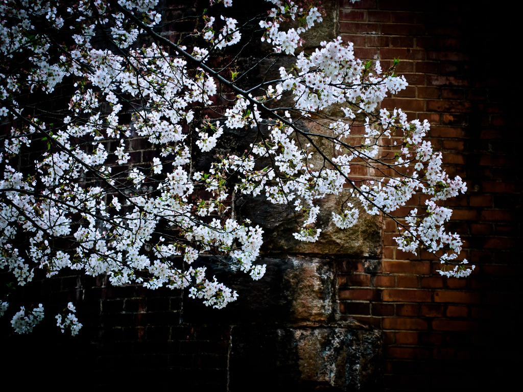橋脚桜