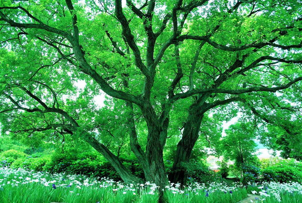 大きな木の下で