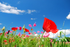 VIVID COLORS