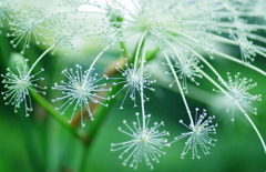 線香花火