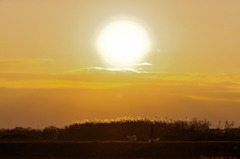 まぁるい夕日