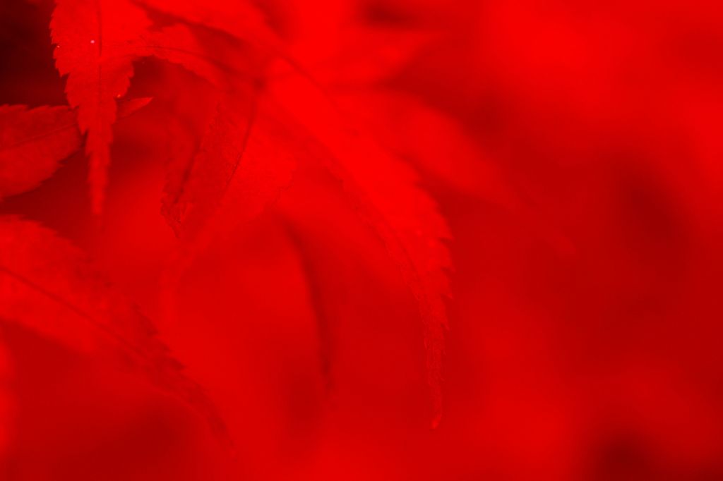 紅