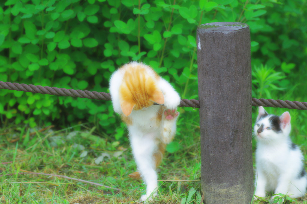 登れるかな？