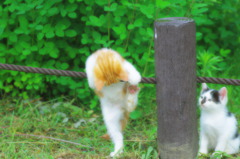 登れるかな？